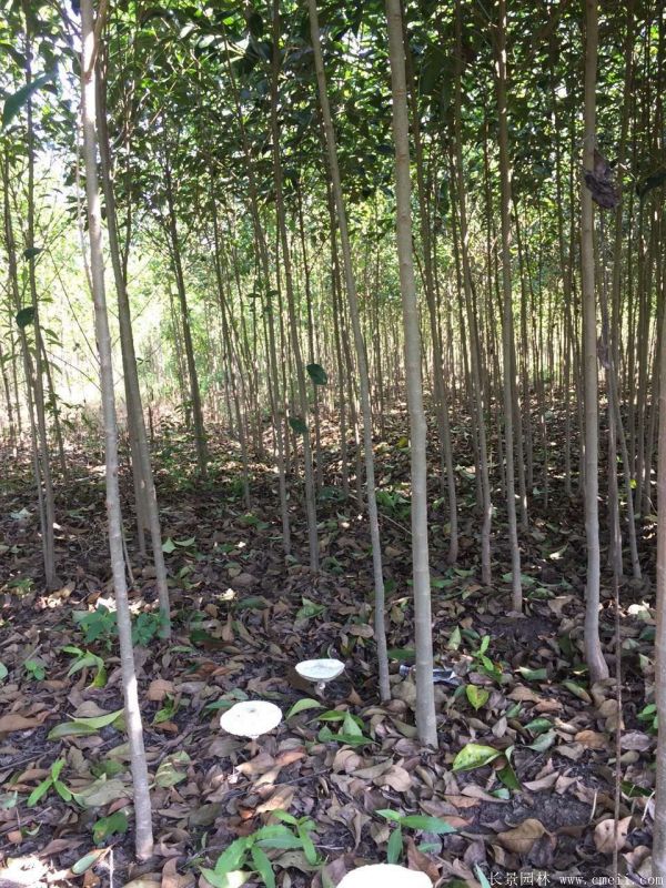 大葉女貞圖片大葉女貞基地實(shí)拍 大葉女貞圖片大葉女貞基地實(shí)拍