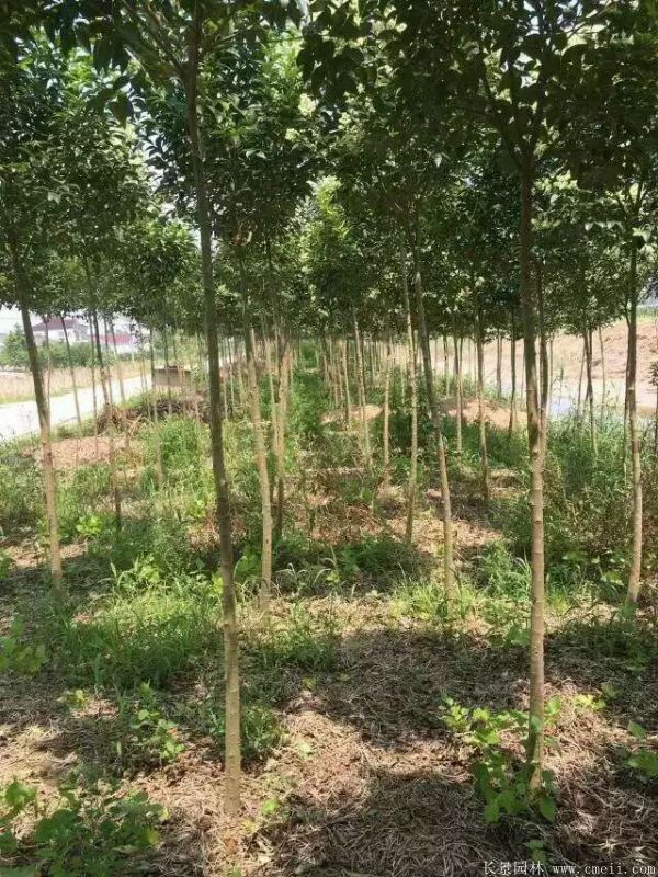 大葉女貞圖片大葉女貞基地實(shí)拍 大葉女貞圖片大葉女貞基地實(shí)拍