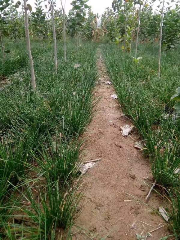 白玉蘭圖片白玉蘭基地實(shí)拍 白玉蘭圖片白玉蘭基地實(shí)拍