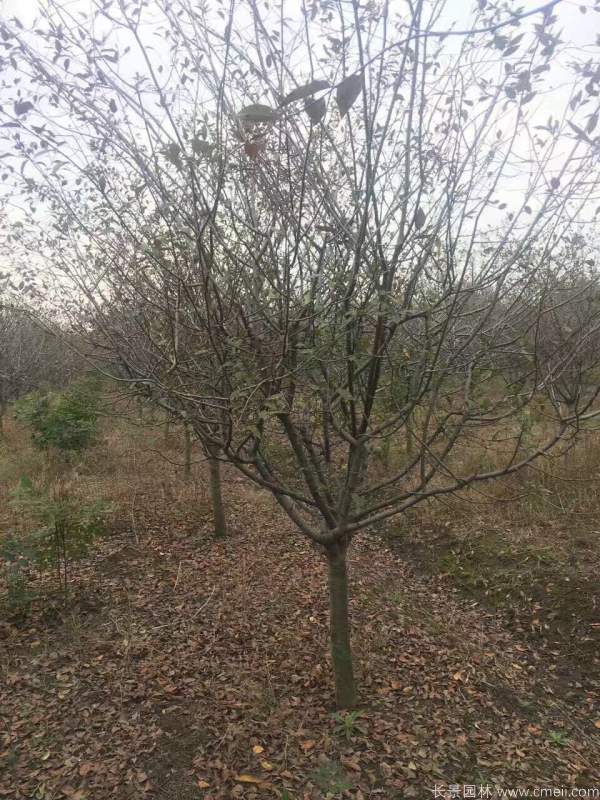 垂絲海棠圖片基地實拍 垂絲海棠圖片基地實拍