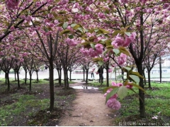 櫻花分枝點(diǎn)一般多高？