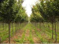 綠化苗木櫻花去哪里購(gòu)買(mǎi)？