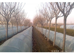 櫻花多少錢(qián)一棵？