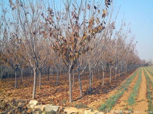 櫻花樹圖片基地實(shí)拍 櫻花樹圖片基地實(shí)拍