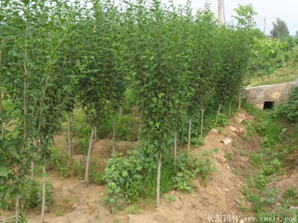 木槿花圖片基地實(shí)拍 木槿花圖片基地實(shí)拍