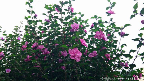 木槿花圖片基地實(shí)拍 木槿花圖片基地實(shí)拍