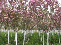 低價供應(yīng)6公分櫻花樹苗，只有你想不到，沒有我