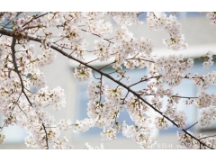 櫻花樹苗哪里有賣？麻煩推薦一家大型，有誠信