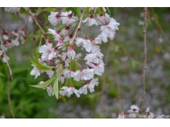 2020下半年最新12公分櫻花價格是多少錢一棵？