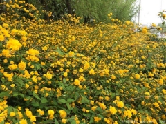 棣棠多少錢(qián)一棵？