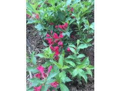 50公分紅王子錦帶價(jià)格是多少？