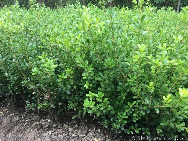 小葉黃楊圖片基地實(shí)拍