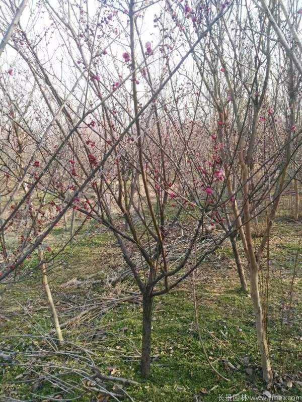 紅梅樹紅梅花圖片基地實(shí)拍 紅梅樹紅梅花圖片基地實(shí)拍