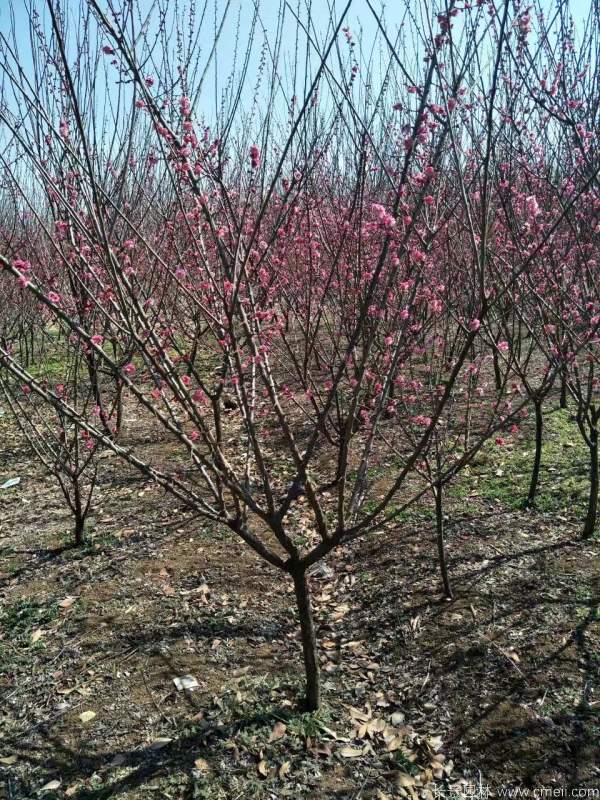 紅梅樹紅梅花圖片基地實(shí)拍 紅梅樹紅梅花圖片基地實(shí)拍