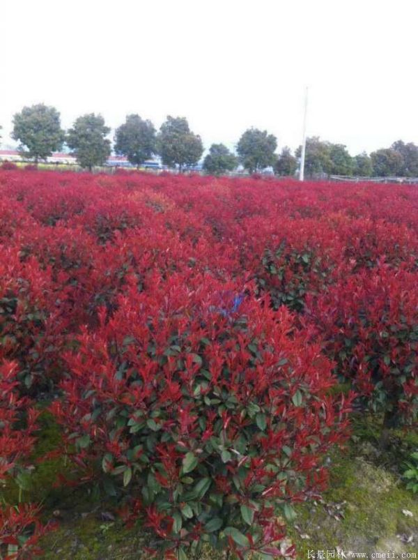 紅葉石楠圖片基地實(shí)拍