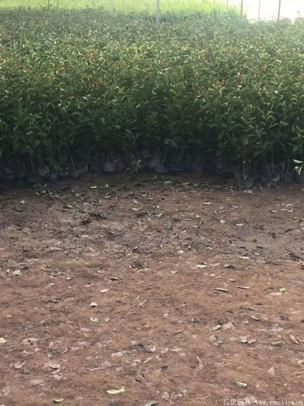 紅葉石楠圖片基地實(shí)拍