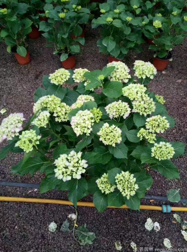 八仙花圖片基地實(shí)拍 八仙花圖片基地實(shí)拍