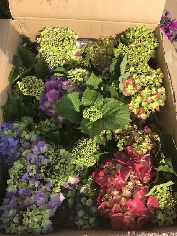 八仙花圖片基地實(shí)拍 八仙花圖片基地實(shí)拍