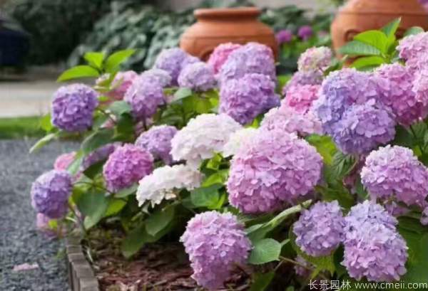 八仙花圖片基地實(shí)拍 八仙花圖片基地實(shí)拍