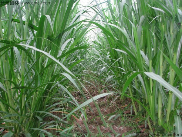 高產(chǎn)牧草皇竹草圖片 高產(chǎn)牧草皇竹草圖片