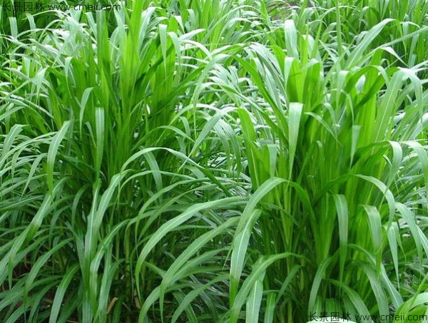 高產(chǎn)牧草皇竹草圖片 高產(chǎn)牧草皇竹草圖片