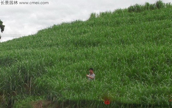 高產(chǎn)牧草皇竹草圖片 高產(chǎn)牧草皇竹草圖片