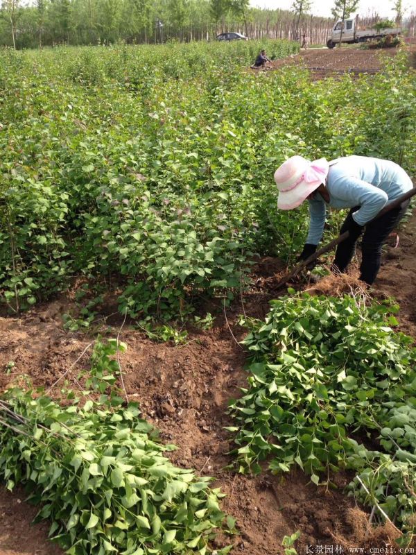 丁香圖片基地實拍 丁香圖片基地實拍