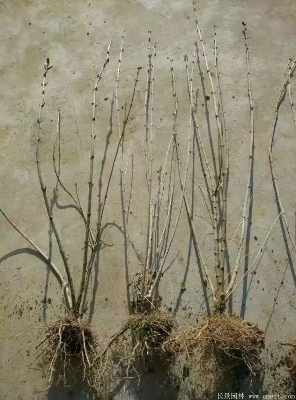 丁香圖片基地實拍 丁香圖片基地實拍