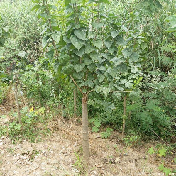 丁香圖片基地實拍 丁香圖片基地實拍