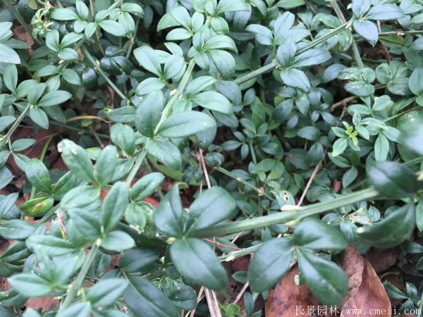 迎春花圖片基地實(shí)拍 迎春花圖片基地實(shí)拍