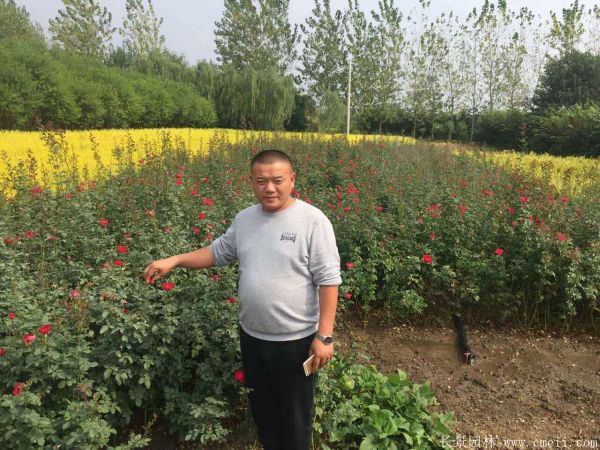 地被月季圖片基地實拍 地被月季圖片基地實拍