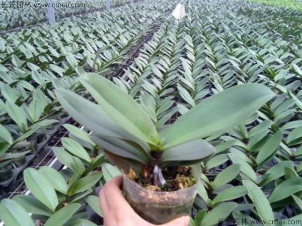 蝴蝶蘭種子發(fā)芽小苗圖片 蝴蝶蘭種子發(fā)芽小苗圖片