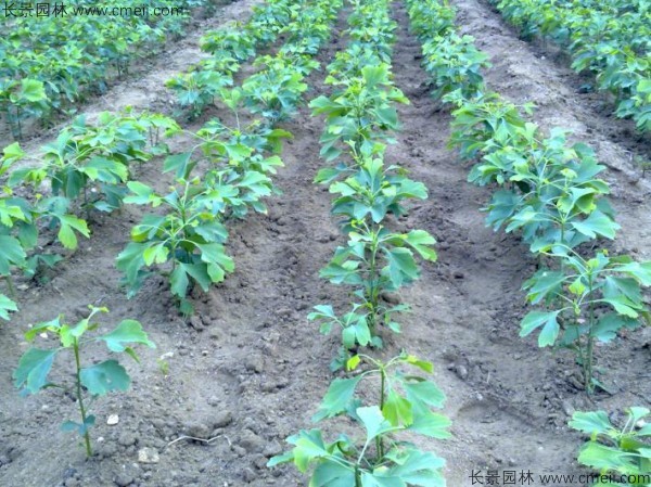 銀杏樹種子發(fā)芽出苗圖片 銀杏樹種子發(fā)芽出苗圖片