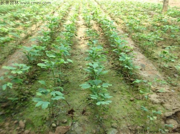 銀杏樹種子發(fā)芽出苗圖片 銀杏樹種子發(fā)芽出苗圖片