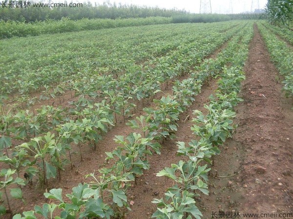銀杏樹種子發(fā)芽出苗圖片 銀杏樹種子發(fā)芽出苗圖片