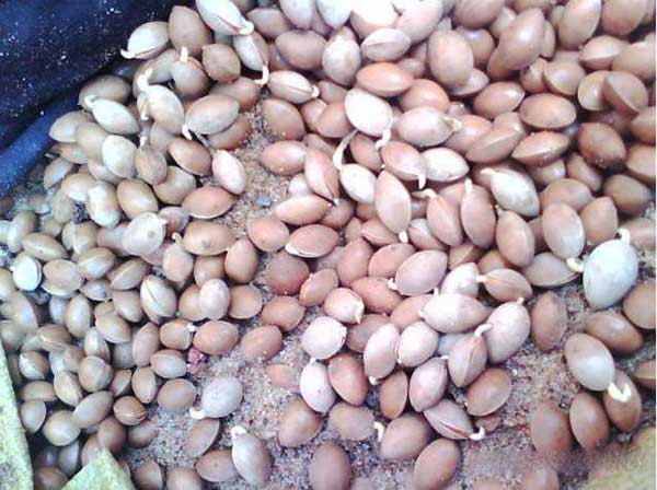 銀杏樹種子圖片 銀杏樹種子圖片