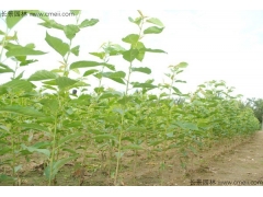 櫻花苗價(jià)格哪家比較低？