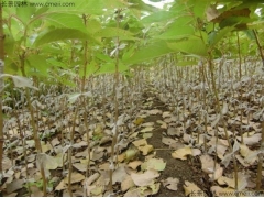 櫻花苗成活率高嗎？