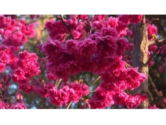 日本櫻花一共有多少個(gè)種類？