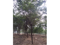 2017年櫸樹(shù)行情及價(jià)格，關(guān)注全國(guó)較大的櫸樹(shù)產(chǎn)區(qū)