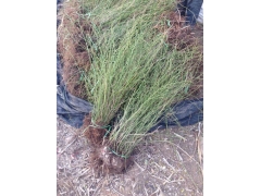 棣棠球價(jià)格是怎么計(jì)算的，多少錢(qián)一棵？