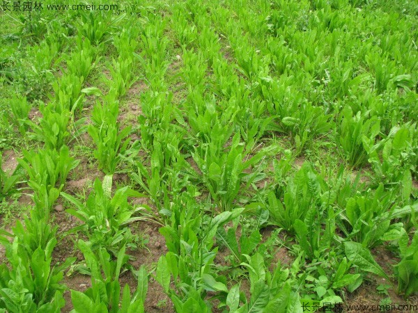 菊苣種子發(fā)芽出苗圖片