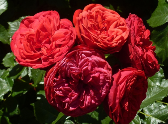 鋼琴、鋼琴系列