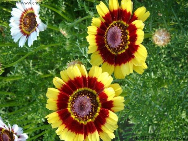 花環(huán)菊種子發(fā)芽出苗圖片 花環(huán)菊種子發(fā)芽出苗圖片