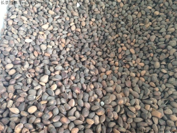 華山松種子圖片 華山松種子圖片