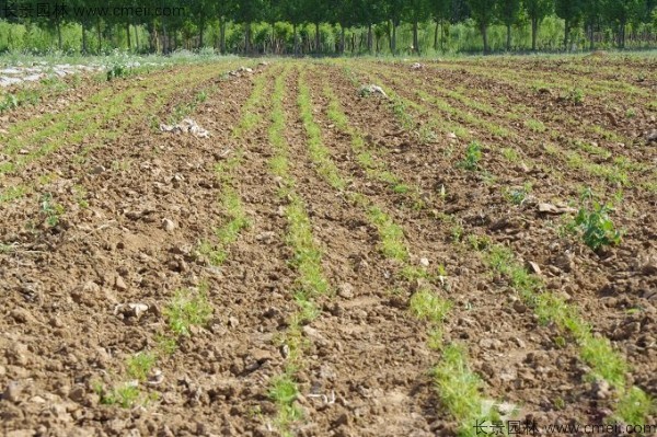 華山松種子發(fā)芽出苗圖片 華山松種子發(fā)芽出苗圖片