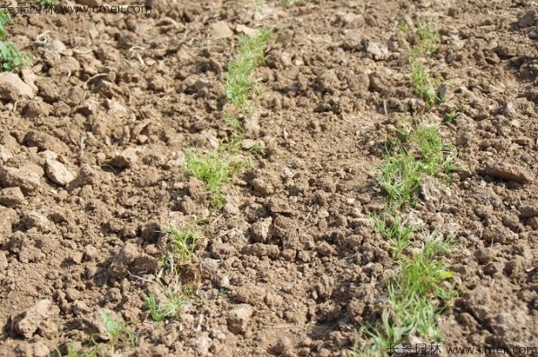 華山松種子發(fā)芽出苗圖片 華山松種子發(fā)芽出苗圖片