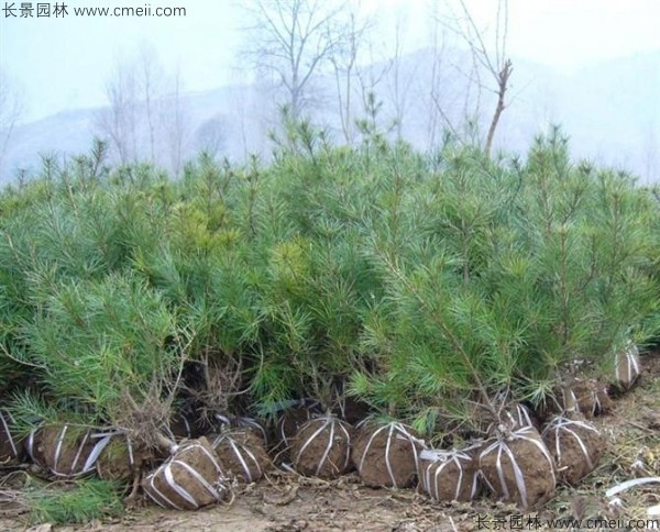 華山松種子發(fā)芽出苗圖片 華山松種子發(fā)芽出苗圖片