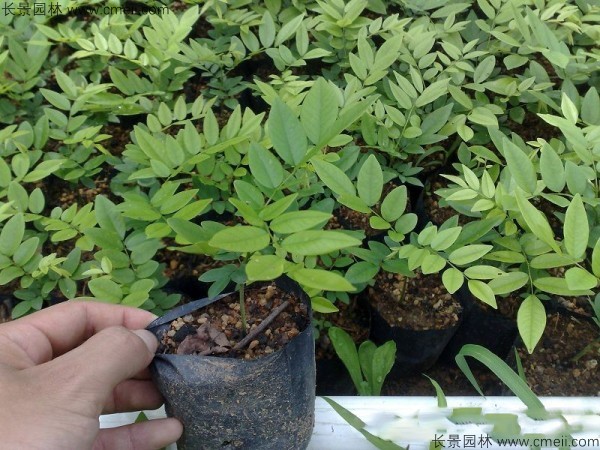 黃花梨種子發(fā)芽出苗圖片 黃花梨種子發(fā)芽出苗圖片