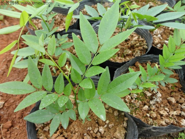 黃花梨種子發(fā)芽出苗圖片 黃花梨種子發(fā)芽出苗圖片